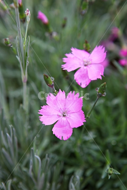 spring flowers,spring,petal,nature,plant,flowering,leaf,park,flower