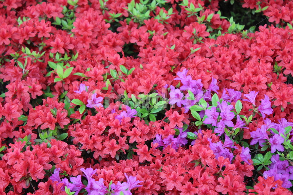 꽃,철쭉,야생화,길꽃,진달래,봄,계절,spring,season,식물,자연,plants,nature,꽃,flower,blossom,geranium,제라늄,plant,petal,꽃잎