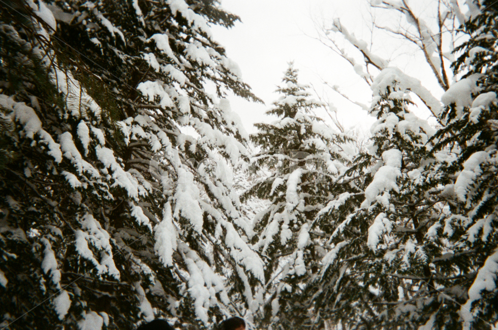 눈쌓인가지,눈덮힌나무,겨울나무,눈쌓인나무,겨울풍경,겨울,계절,winter,season,자연,풍경,nature,landscape,tree,나무,plant,식물,outdoors,옥외