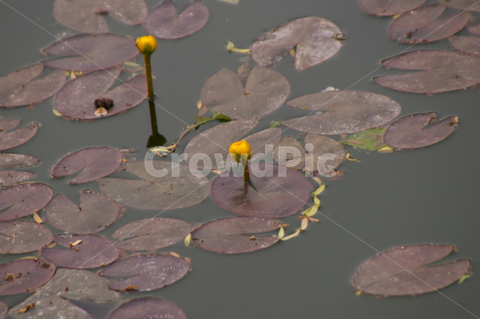 plant,식물,flower,blossom,꽃,연잎,연꽃