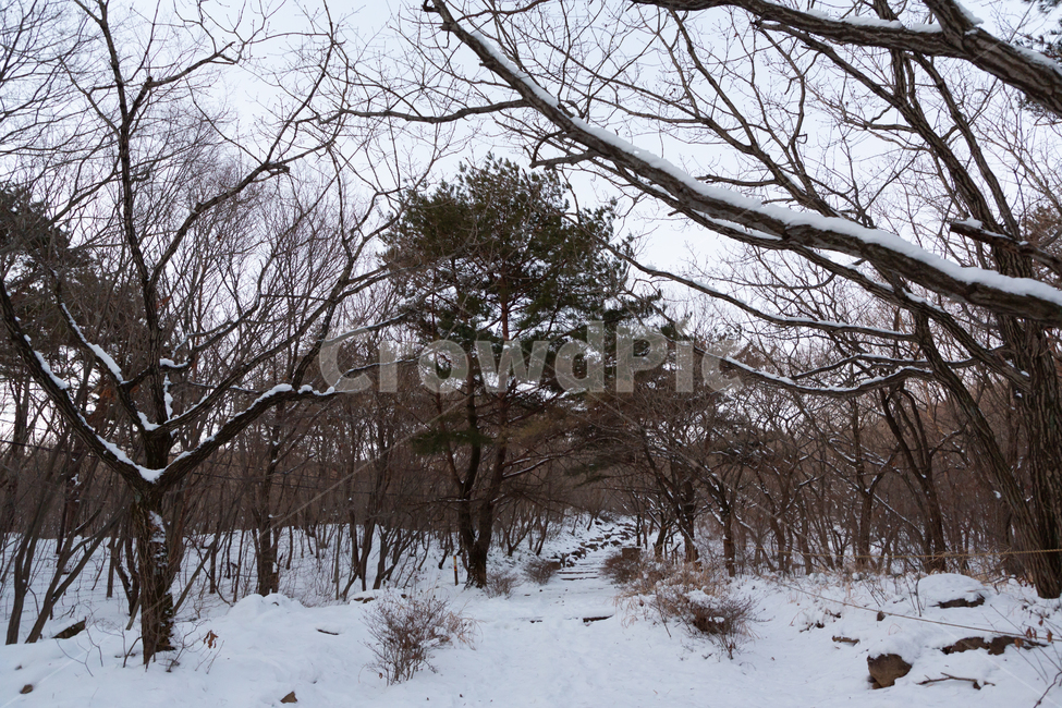 겨울,눈,흰색,자연,추위,겨울,계절,winter,season,자연,풍경,nature,landscape,tree,나무,plant,식물,outdoors,옥외