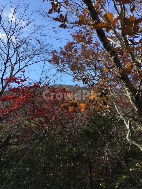 제주,한라산,가을,나무,단풍