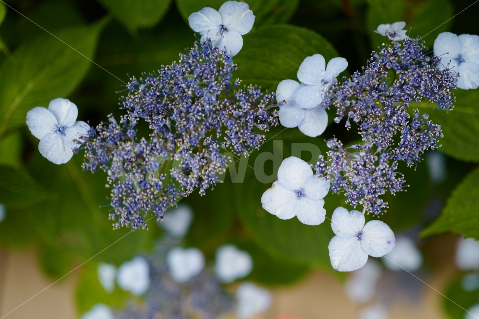 산수국,수국,꽃,식물,자연,식물,자연,plants,nature,꽃,flower