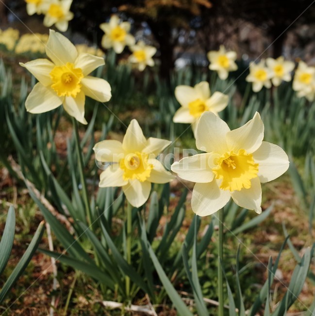 꽃,꽃밭,자연,식물,향기,감성,계절,봄,한국꽃,색채,색감,flower,flowers,plants,nature,beautiful,spring,노란꽃,노랑,yellow,식물,자연,plants,nature,꽃,flower