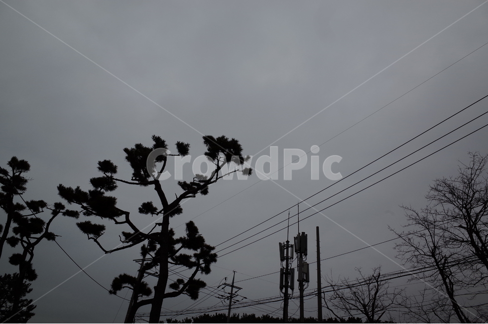 나무,식물,숲,자연,나뭇가지,나뭇잎,풍경,힐링,신선함,상쾌함,배경,plants,tree,trees,wood,forest,nature,feeling,정화,초록,green