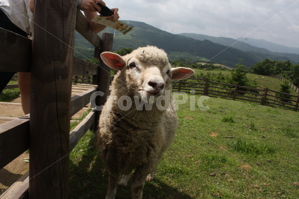 dide,mammal,포유류,animal,동물,양,sheep,양때목장,강원도