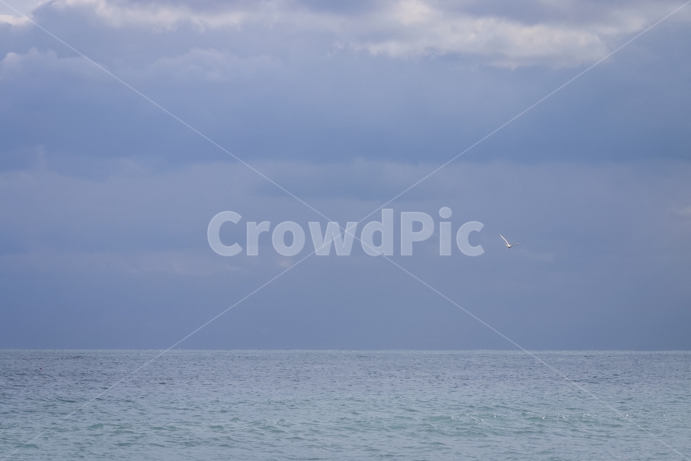 바다,갈매기,새,날아감,seagull,gull,자연,풍경,nature,landscape,동물,animal,조류,새,birds,adventure,모험,leisure activities,레저 활동
