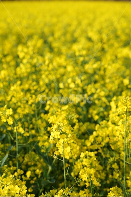 유채꽃,봄꽃,유채꽃축제,제주도,꽃,봄,계절,spring,season,식물,자연,plants,nature,꽃,flower
