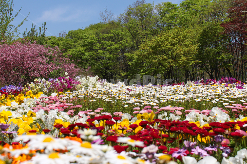 꽃,꽃밭,공원,봄,계절,소풍,피크닉,가지각색,알록달록,자연,나무,flower,flowergarden,park,spring,picnic,colorful,nature,tree,자연,풍경,nature,landscape,plant,식물,blossom