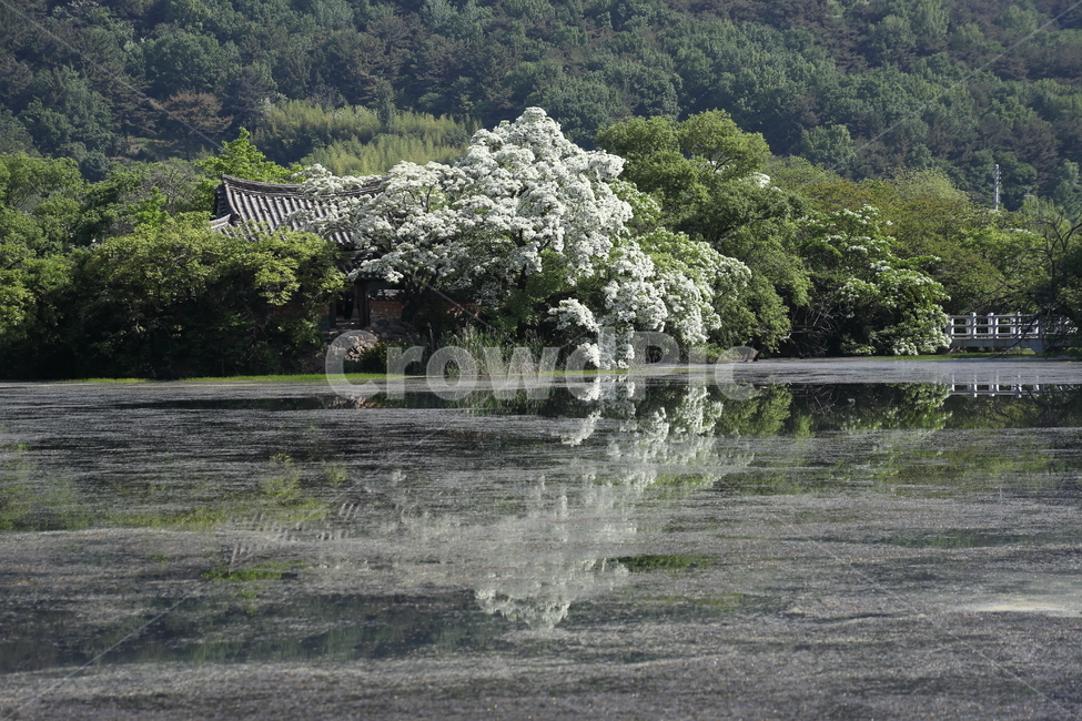 위양지,위양못,봄,반영,retusafringetree,자연,풍경,nature,landscape,한국자연풍경,한국자연경관,korea nature landscape,land,땅,outdoors,옥외,water,물