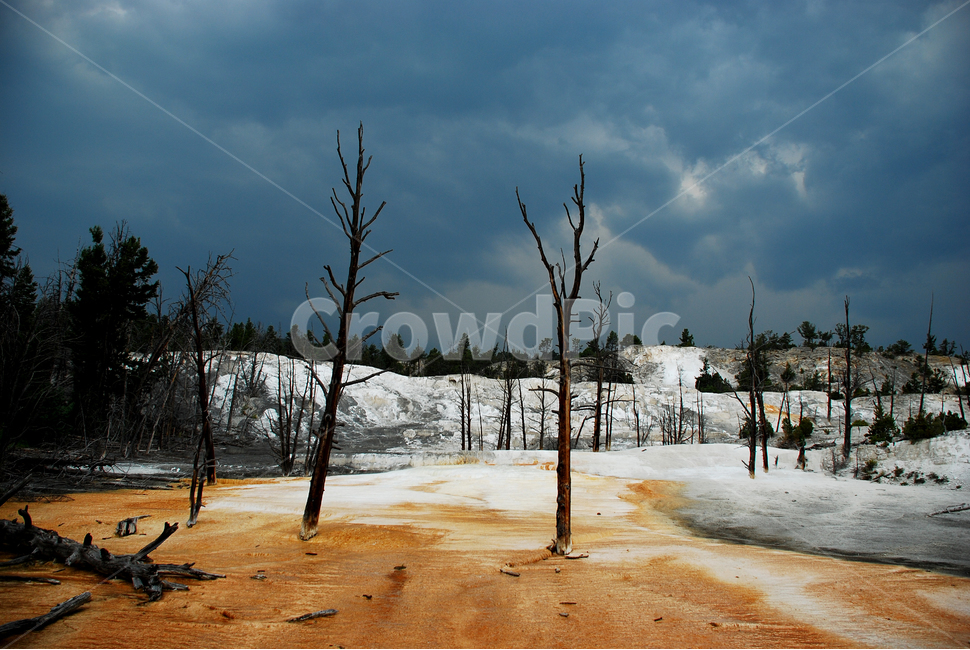 yellowstonenationalpark,옐로스톤국립공원,옐로스톤,geyser,간헐천,미국국립공원,풍경,자연,풍경,nature,landscape,해외,외국,세계,foreign,oversea,world,세계자연풍경,해외자연풍경,외국자연풍경,world nature landscape,tree,나무,plant,식물
