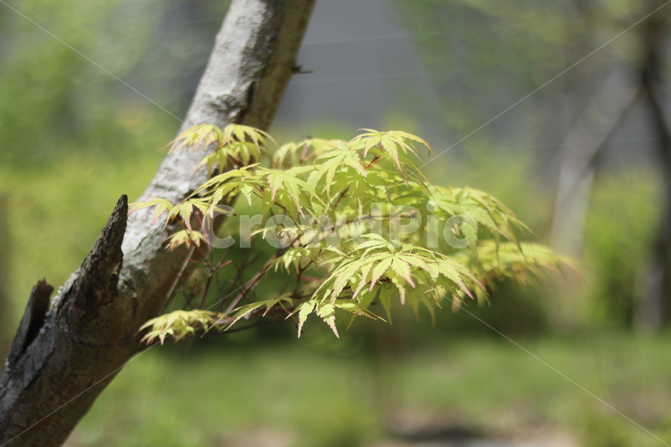 단풍,연두,봄,햇빛,새순,식물,자연,plants,nature,나무,trees,wood