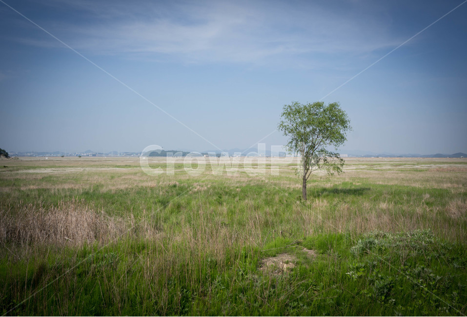수섬,나무,자연,풍경,들판,landscape,대자연,경기도,화성,한국의세렝게티,광활함,nature,tree,자연,풍경,nature,landscape,한국자연풍경,한국자연경관,korea nature landscape,grassland,목초지,outdoors,옥외,field,들,savanna,대초원