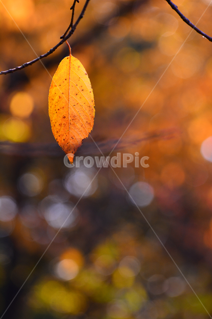 마지막잎새,가을,가을잎,단풍,식물,나뭇잎,10월,11월,계절,시즌,가을분위기,가을느낌,배경,바탕,백그라운드,감성,분위기,필,느낌,아쉬움,미련,가을날,가을오후,늦가을,보케,빛망울,가을,계절,fall,autumn,season,veins,정맥