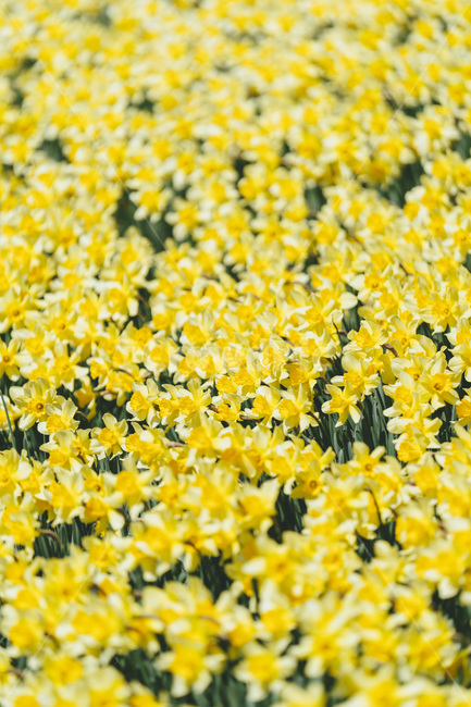 봄,봄꽃,개화,개화기,수선화,자연,풍경,daffodil,개나리,노란,노랑색,노란꽃,노랑꽃,spring,plant,식물,flower,꽃,blossom,봄,계절,spring,season