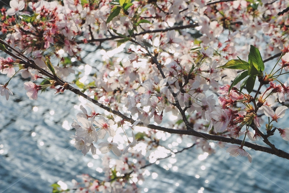 봄,계절,벚꽃,꽃,자연,봄,계절,spring,season,식물,자연,plants,nature,꽃,flower,plant,blossom,cherry blossom