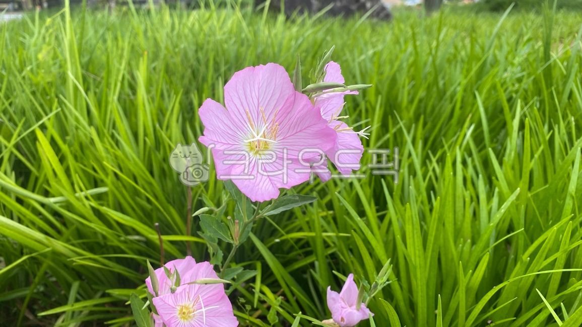 Pink evening primrose,evening primrose,flower,pink flower,pretty flower,flower bed,perennial