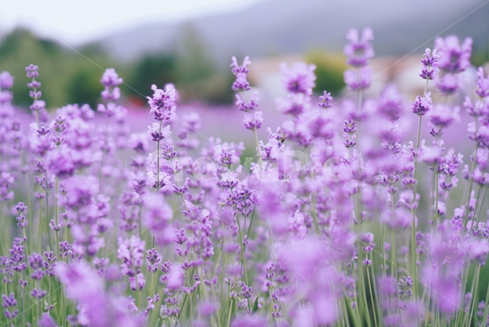 라벤더,라벤더밭,보라,꽃,flower,plant,식물,자연,lavender,blossom,배경화면,배경