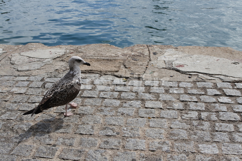 갈매기,새,조류,항구,바다,해변,동물,animal,birds,bird,harbor,sea