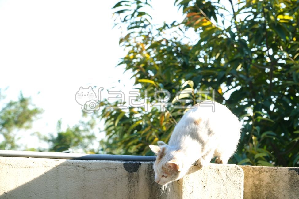 hunt,wild cat,cat whiskers,tabby cat,Concentration,On the fence