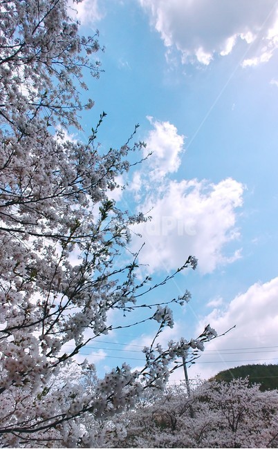 하늘,구름,벚꽃,봄,식물,plant,계절,시즌,포근한,따뜻한,꽃나무