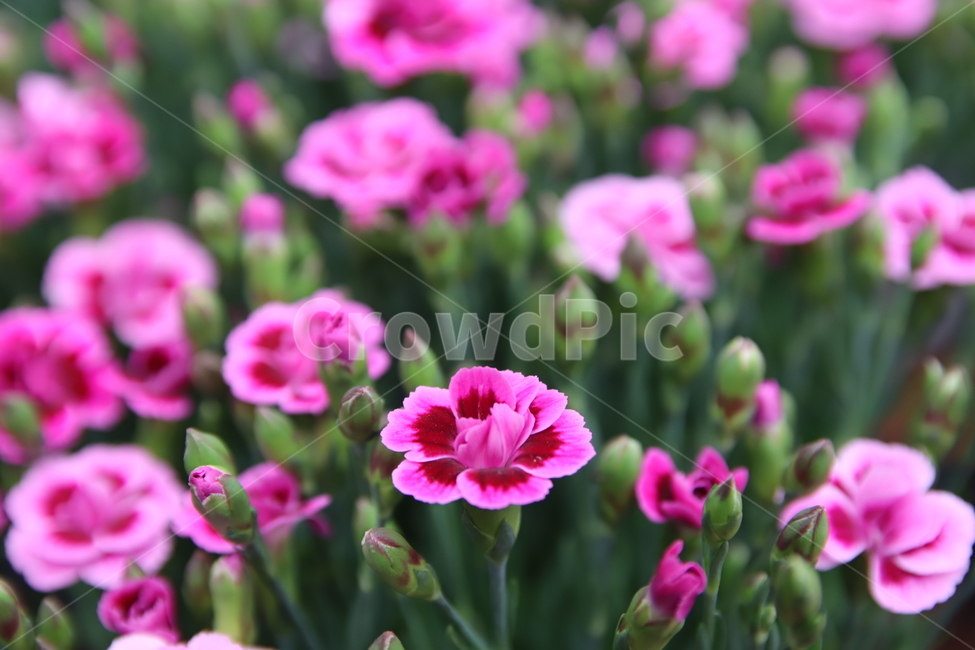 꽃,보라꽃,봄꽃,이쁜꽃,자연,식물,자연,plants,nature,꽃,flower