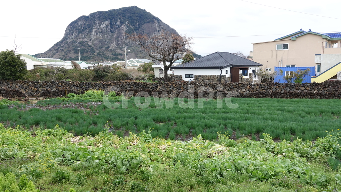 산방산,밭,mountain,산,nature,자연,제주도,jeju
