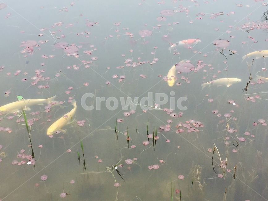 잉어,연꽃,연못,어류,물고기,동물,animal,어류,물고기,fish