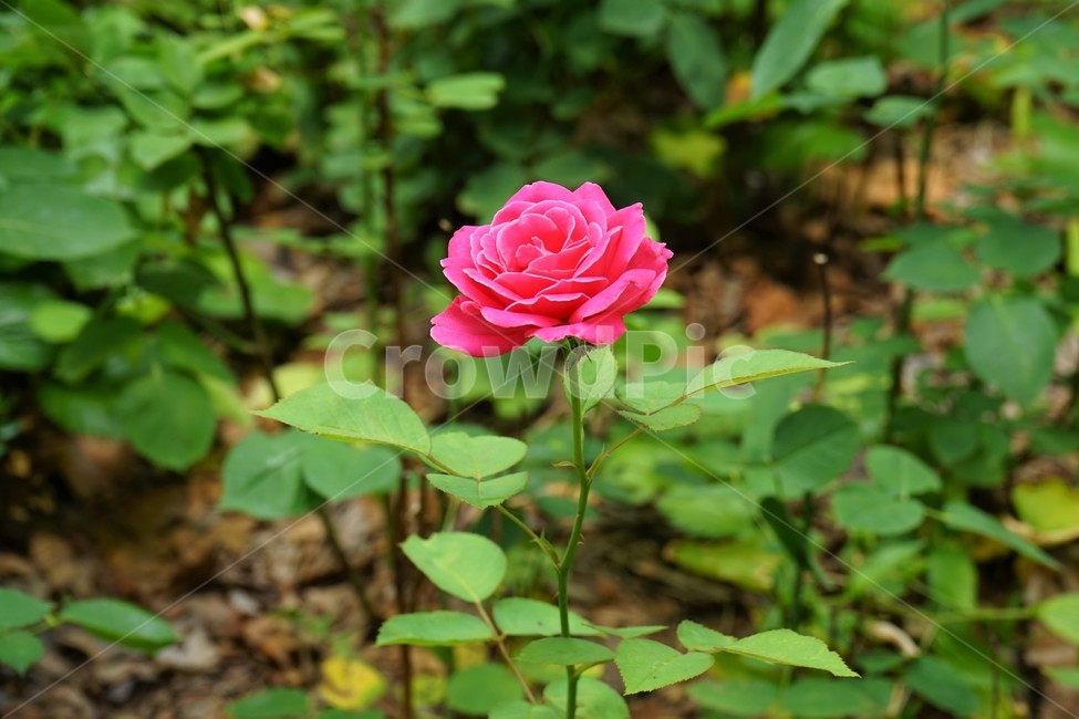 장미,정열,붉은색,가시,식물,꽃,개화,분홍,pink,beautiful,plant,flower,축제,정원,계절,배경화면,자연,감성,색상,색감,빨강,season,plants,nature,rose,향기,꽃향기,북은색,늦가을,아름다움,thorn,red,autumn,smell,beauty,5월,여왕,꽃송이,이파리,식물,자연,plants,nature,꽃,flower