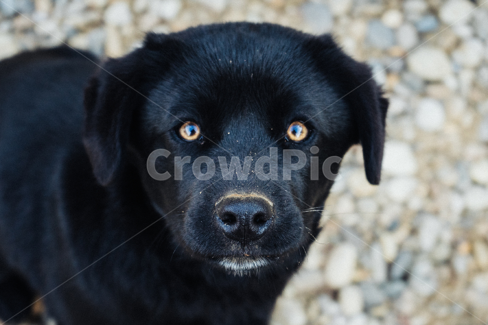 개,강아지,동물,검은개,blackdog,pet,puppy,dog,animal,동물,animal,포유류,mammal,개,강아지,dog,doggy