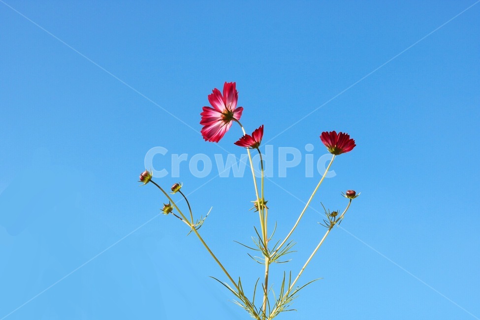 가을,코스모스,꽃,가을감성,flower,cosmos,가을분위기,가을꽃,고양꽃축제,꽃축제,노을,가을,계절,fall,autumn,season,식물,자연,plants,nature,꽃,flower,blossom,petal,꽃잎,plant
