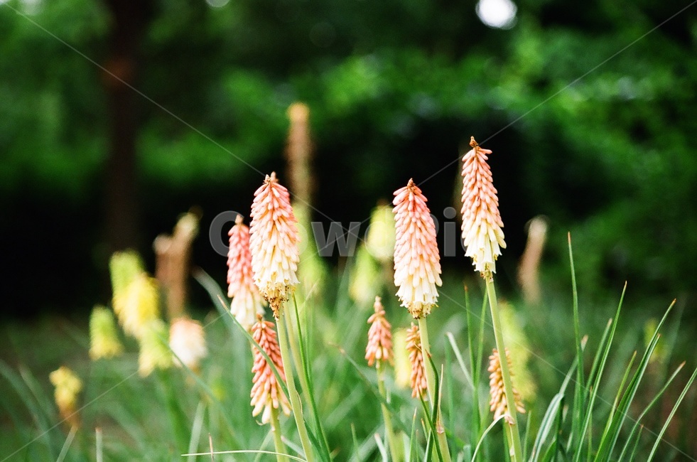 꽃,여름,대구수목원,plant,식물,초록,녹음,식물,자연,plants,nature,꽃,flower