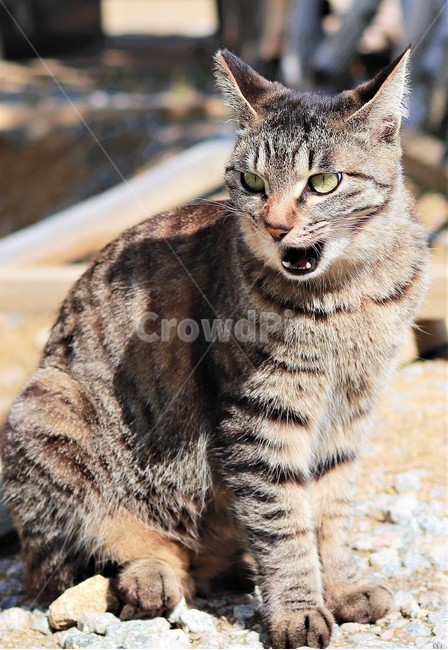 cat,pet,고양이,동물,길냥이,길고양이,동물,animal,포유류,mammal,고양이,cat,kitten,kitty