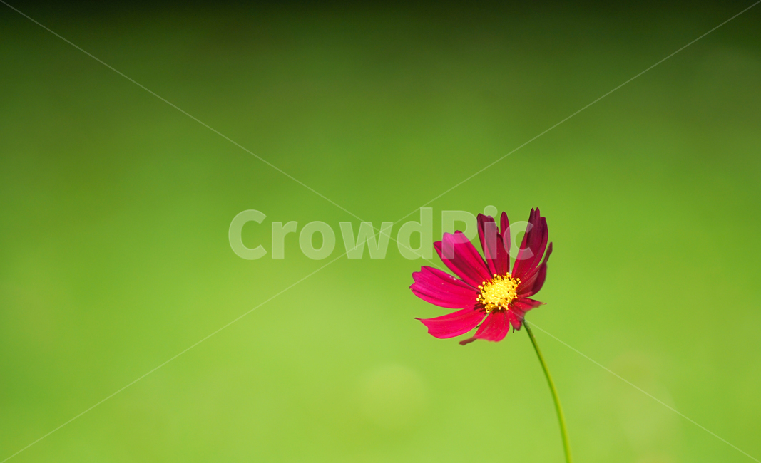 꽃,야생화,코스모스,가을,식물,자연,가을,계절,fall,autumn,season,식물,자연,plants,nature,꽃,flower,plant