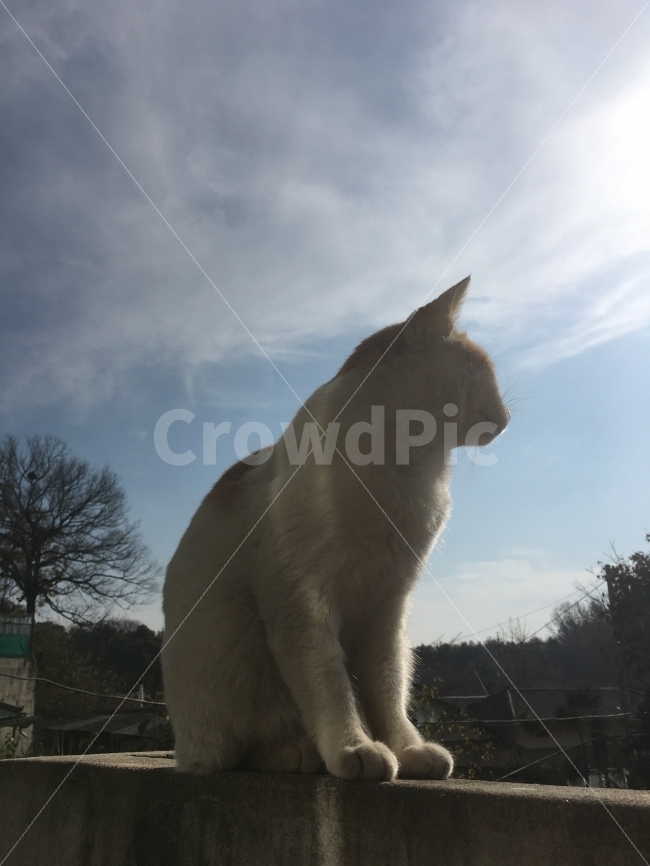 고양이,반려묘,반려동물,시골,풍경,동물,animal,포유류,mammal,고양이,cat,kitten,kitty