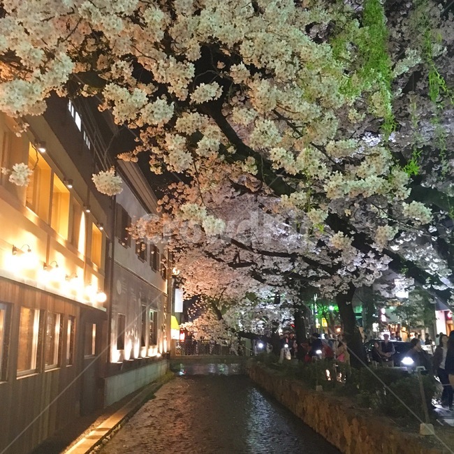 벚꽃,봄,일본,교토,꽃,식물,식물,자연,plants,nature,꽃,flower