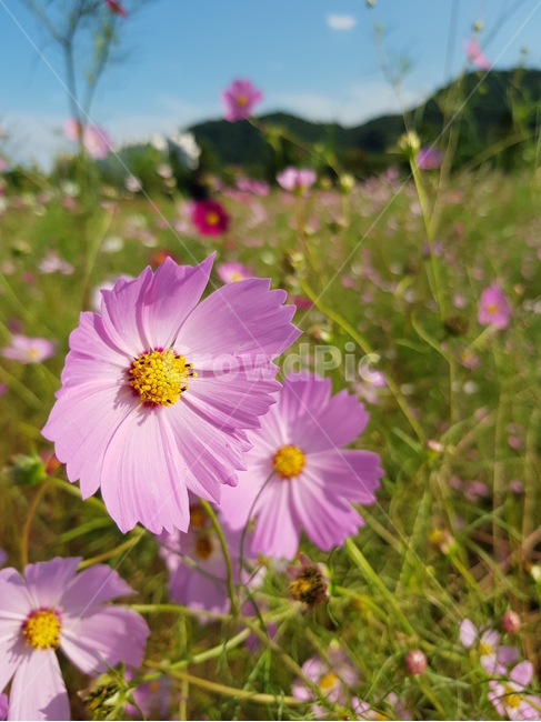코스모스,가을,추억,가을느낌,꽃,감성사진,cosmos,가을꽃,자연,감성
