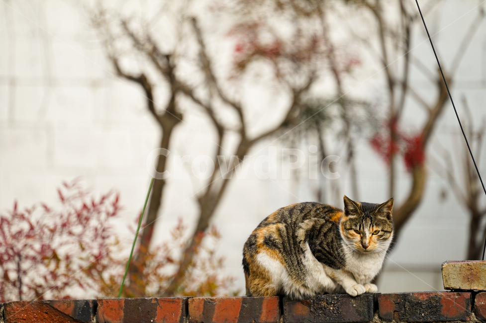 고양이,동물,포유류,길냥이,cat,animal,pet,동물,animal,포유류,mammal,고양이,cat,kitten,kitty