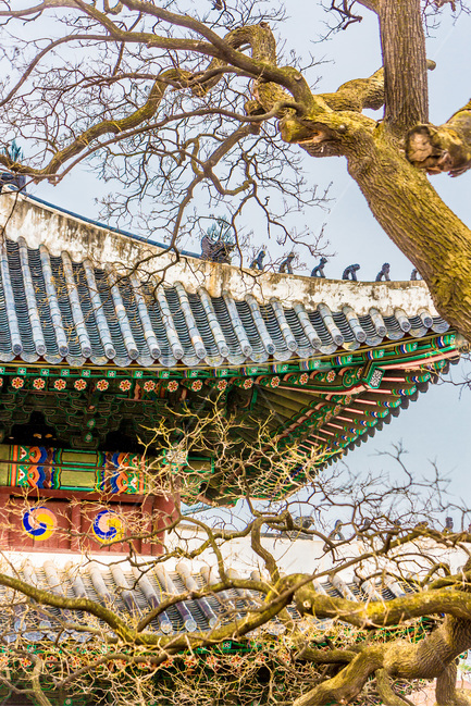 고궁,문화유산,관광명소,창덕궁,문양,무늬,봄,느티나무,고목,한국전통,한국문화,korean traditional,korean culture,식물,자연,plants,nature,나무,trees,wood,건축물,건물외관,exterior,building,structure,architecture,construction