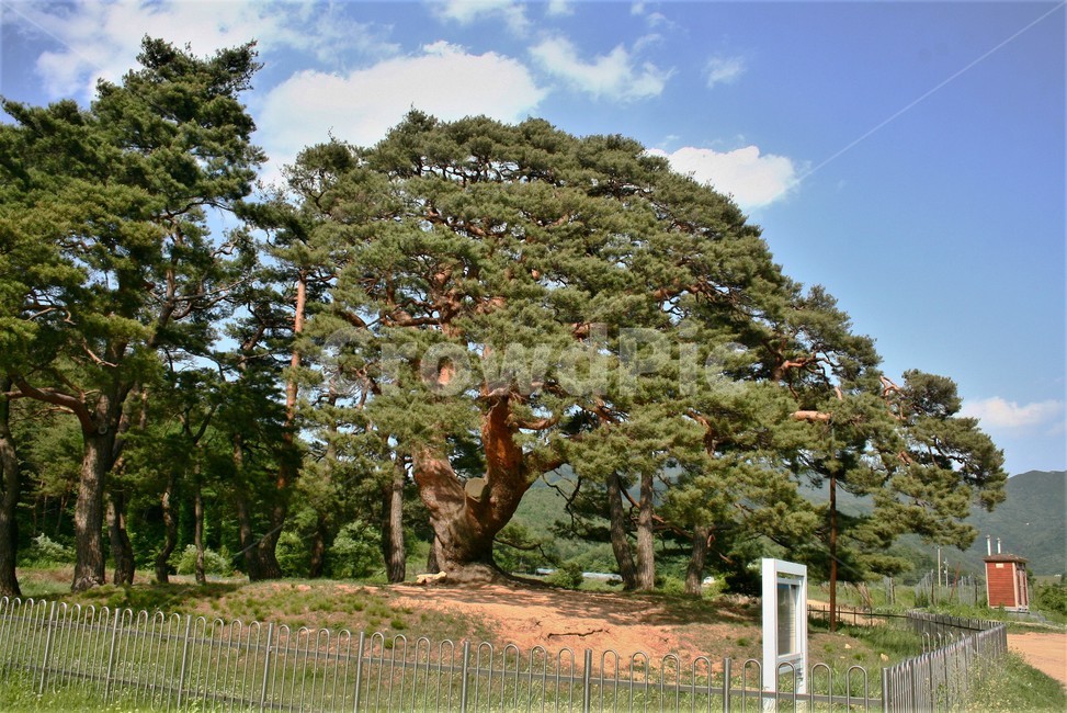 왕소나무,왕송,용송,명품소나무,천연기념물290호,삼송리소나무,2013년고사,식물,자연,plants,nature,나무,trees,wood