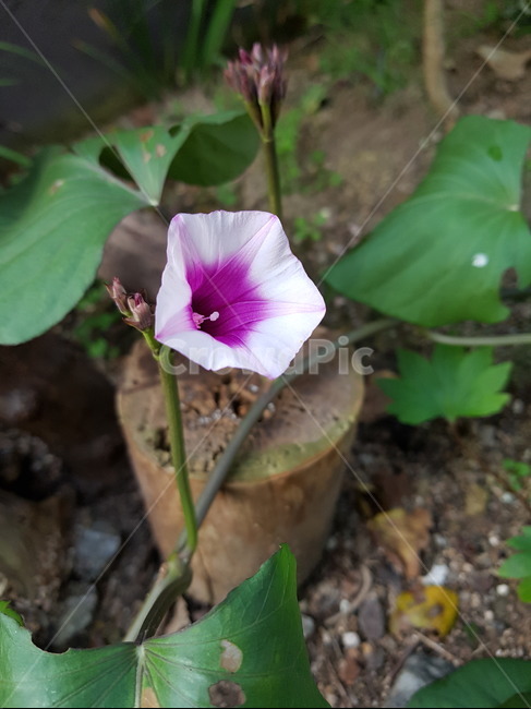 꽃,고구마,고구마꽃,가을,식물,녹색,보라색,식물,자연,plants,nature,꽃,flower