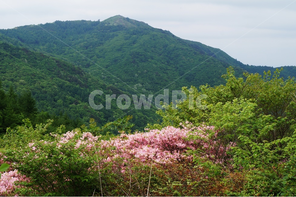 Fresh green nature,forest,green,early summer,Jiri Mountain Baraebong Peak,nature,Jiri Mountain in June,summer mountain,tree,Jiri Mountain azalea,Jiri Mountain,summer,fresh green,summer forest,record,Jirisan National Park,cool summer