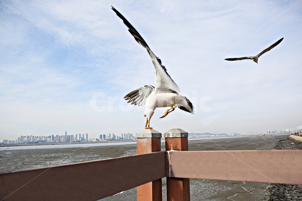 갈매기,새,조류,풍경,배경,자연,풍광,하늘,동물,animal,조류,새,birds