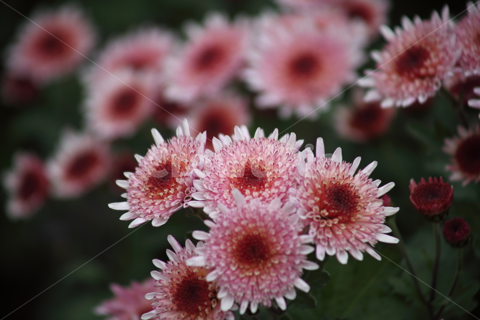 국화,식물,꽃,가을꽃,chrysanthemum,식물,자연,plants,nature,꽃,flower