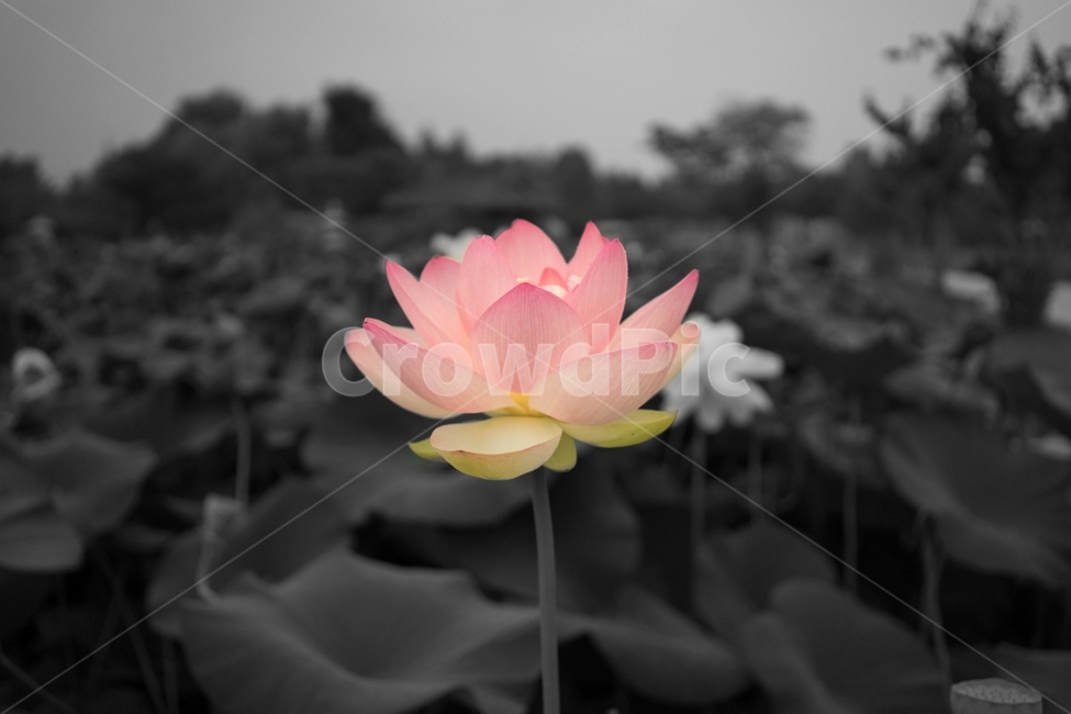 연꽃,세미원,흑백대비,대비사진,식물,꽃