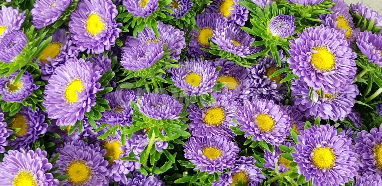 꽃,blossom,flower,국화,식물,plant