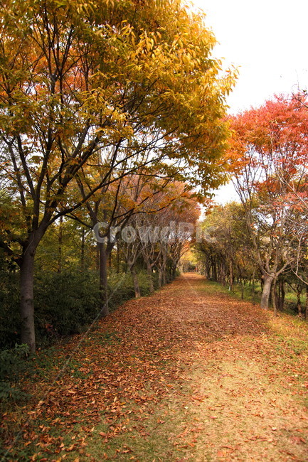 가을,낙엽,공원,풍경,단풍,가을,계절,fall,autumn,season,자연,풍경,nature,landscape,tree,나무,plant,식물,tree trunk,나무 줄기