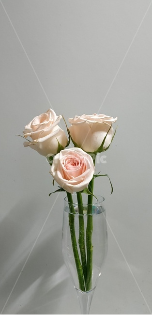 장미,꽃,하얀장미,rose,flower