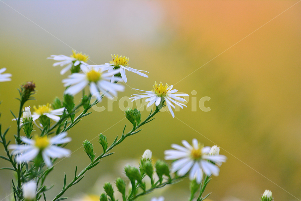 들국화,가을,야생화,가을꽃,들꽃,가을분위기,느낌,필링,flowers,autumn,분위기,감성,색감,하얀꽃,흰색,white,fall,작은,예쁜꽃,emotion,sensible,feeling,배경,바탕,꽃,백그라운드,국화과,쑥부쟁이,식물,자연,plants,nature,꽃,flower