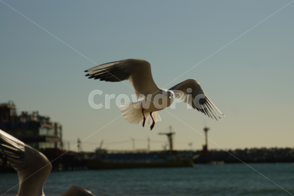 animal,동물,bird,새,seagull,동물,animal,조류,새,birds